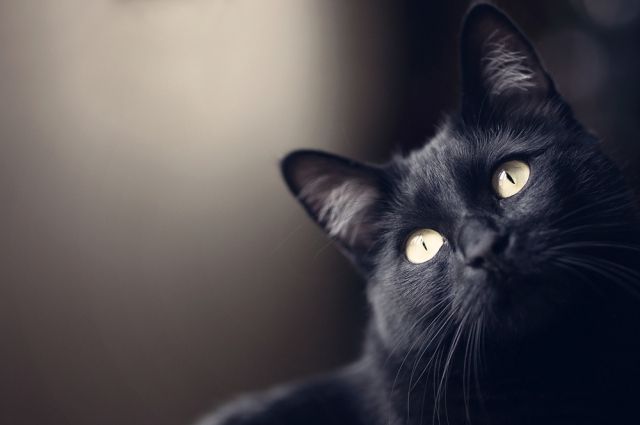 Стоит ли бояться черную кошку